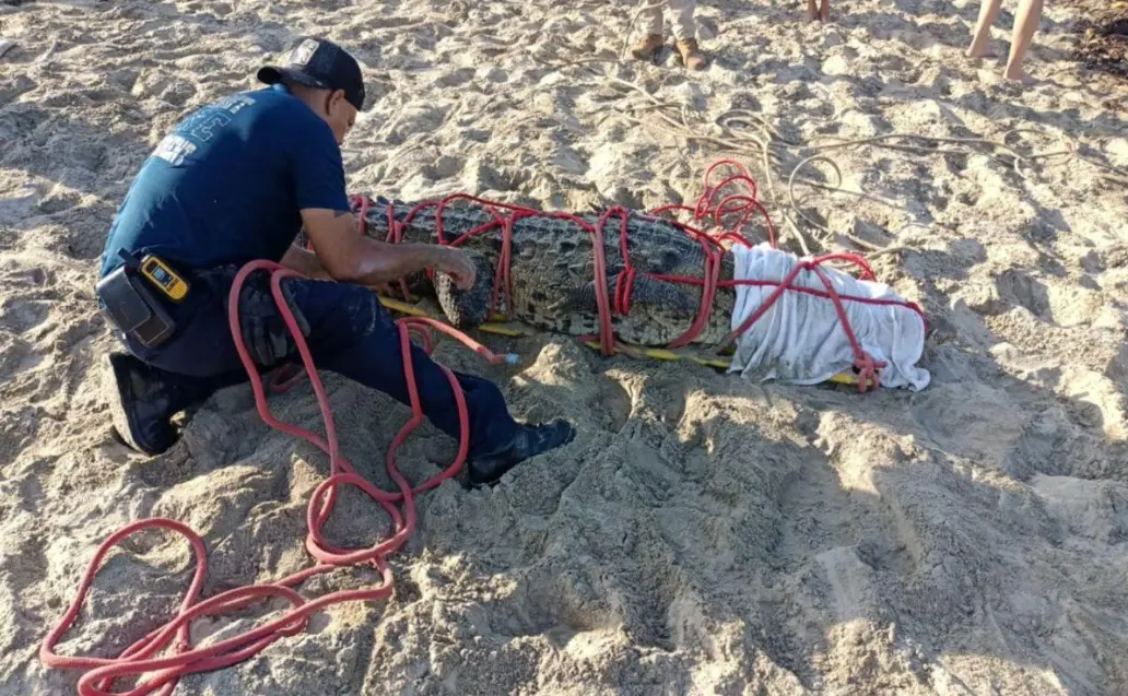 Capturan un cocodrilo de 3.5 metros en un patio residencial de Marina Vallarta.