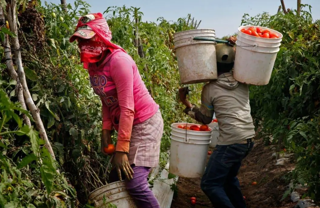 Productores agrícolas trabajan en un cultivo de jitomate en Nayarit.
